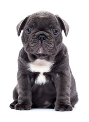 Wall Mural - french bulldog puppy looks up on a white background