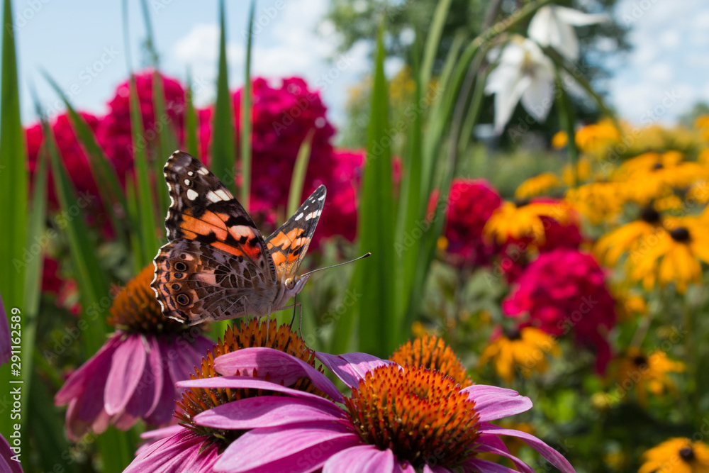Garden flowers attract beautiful painted lady butterfly for pollination - obrazy, fototapety, plakaty 