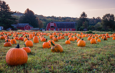 Pumpkins placed for picking near red barn in early morning dew grass, Sparta, NJ