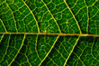 © Jonatan - fotografia macro de detalles de hojas verdes