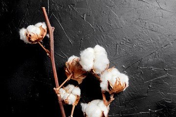 Wall Mural - Cotton plant. Branches of white fluffy cotton flowers on dark black stone background. Organic material used in the manufacture of natural fabrics and other products