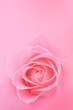 © Kateryna - Pink roses blurred background