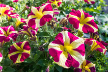 Petunia Flowers With Beautiful Purple And Yellow Pattern