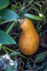 Sticker - bottle yellow juicy pumpkin in the garden