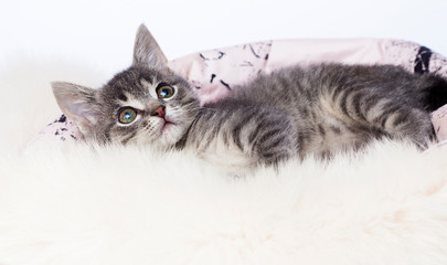 Poster - striped kitten in a fluffy blanket