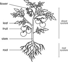 Coloring Page. Parts Of Plant. Morphology Of Tomato Plant With Leaves, Fruits, Flowers And Root System Isolated On White Background With Titles