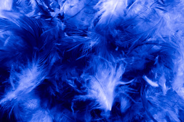 Beautiful closeup textures abstract colorful dark black white and blue feathers and darkness pattern feather wallpaper and background