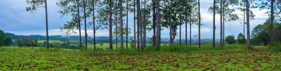 Wall Mural - panoramic view of tree and mountains national park, thailand.