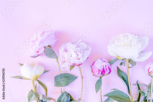 Fresh peony flowers