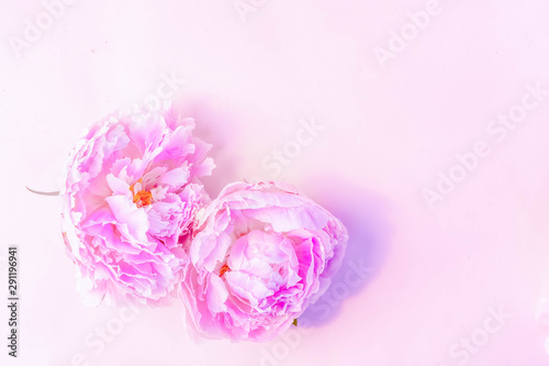 Fresh peony flowers