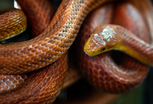 Elaphe Rat Snake Rusty Red Close Up Nature Macro Reptile Wild Life
