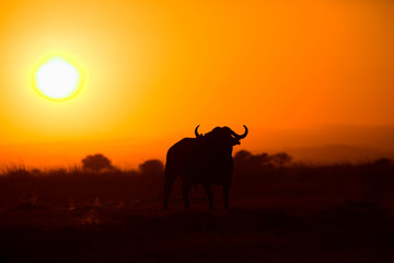 Wall Mural - African cape buffalo in backlight