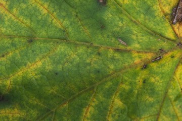 Green Maple Leaf structure