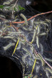 Nest of fall webworms, caterpillars of the Fall Webworm Moth (Hyphantria cunea), Iowa, USA