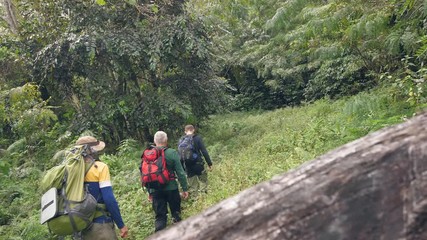 Wall Mural - group tourists hikers witn backpacks trekking in mountains in forest, back view.