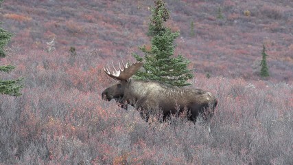 Wall Mural - Bull Alaska Yukon Moose in Autumn in Denali National Park Alaska