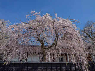 Wall Mural - 角館　しだれ桜