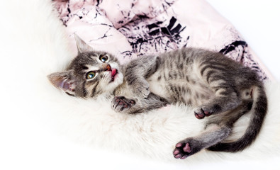 Poster - Kitten rests comfortably on a soft rug