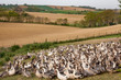 flock of ducks in field