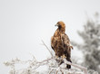 Golden eagle sitting on a tree branch on a cold winter day