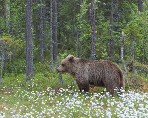 Wall Mural - Brown bear (Ursus arctos) walking on a Finnish bog in the middle of the cotton grass