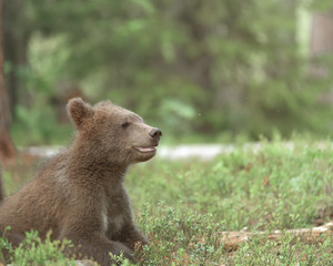 Wall Mural - young brown bear (ursus arctos) walking in the summer forest