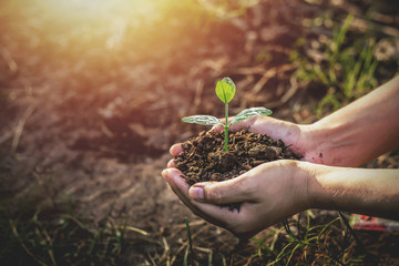 tree planting on volunteer family's hands for eco friendly and corporate social responsibility campa