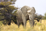 Fototapeta Sawanna - Large elephant walks towards the road in front of our vehicle in Etosha National Park, Namibia