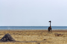 Angolan Giraffe Standing At Nebrowni Waterhole In Etosha National Park, Namibia.