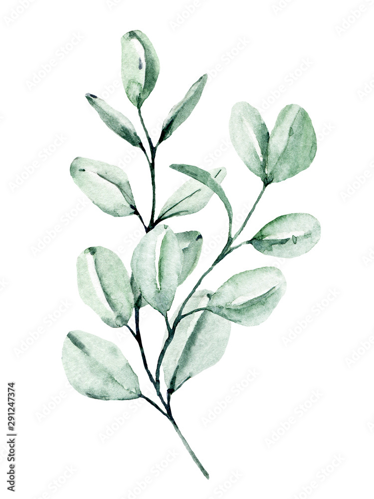 Eucalyptus watercolor leaves. Hand painting botanical illustration. Leaf isolated on white background.  - obrazy, fototapety, plakaty 