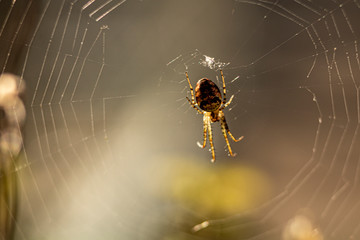 Garden Cross  Spider  Araneus diadematus