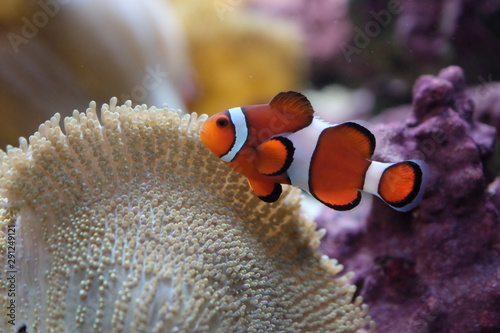 カクレクマノミとイソギンチャク Buy This Stock Photo And Explore Similar Images At Adobe Stock Adobe Stock