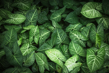 Wall Mural - leaf background,green leaves background texture