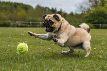 Dog Playing At The Park With A Tennis Ball