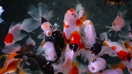 Wall Mural - Beautiful group of gold fish swimming in pond, goldfish cute animal decor in house, close up top view 