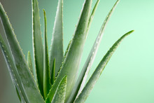 Aloe Vera Closeup. Aloevera Plant, Natural Organic Renewal Cosmetics, Alternative Medicine. Aloe Vera Leaf Close-up. Skin Care Concept, Moisturizing. On Green Background