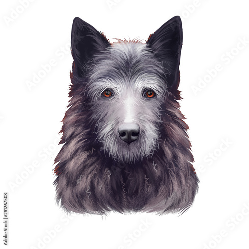 Bouvier Des Ardennes Dog Breed Rare Dog Breed From Belgium