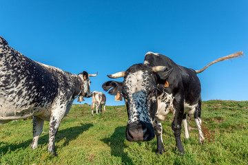 Poster - Vaches vosgienne dans un paturage