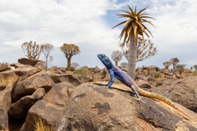 Lizard In Quiver Tree Forest Keetmanshoop Namibia