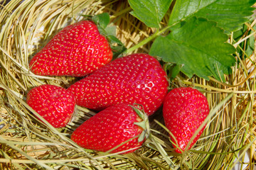 Red ripe strawberry berries on dry straw.