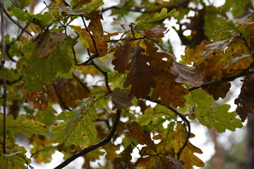 Wall Mural - Beautifil colored leafs from a oak tree