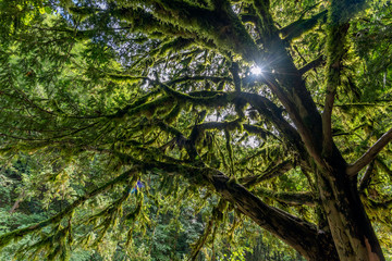 Wall Mural - Rayons de soleil filtrés à travers un arbre couvert de mousse