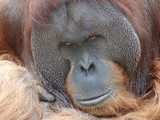 Fototapeta Zwierzęta - orang utan gesicht