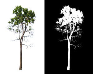 Wall Mural - single tree with clipping path and alpha channel