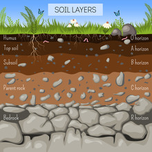 Soil Layers Diagram With Grass, Earth Texture, Stones, Plant Roots, Underground Species.
