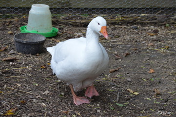 Wall Mural - A goose at the farm