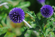 Blue Globe Thistle Flowers Growing In The Garden