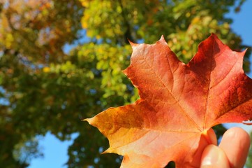Wall Mural - Red maple leaf with blurred of colorful tree leaves and blue sky background. Nature in autumn background concept.