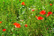 Red Flowers And Seedpods Of Poppy (papaver)