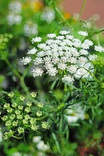 White Flower Clusters Of Queen Anne’s Lace Wild Carrot (Daucus Carota) Frowing In The Garden